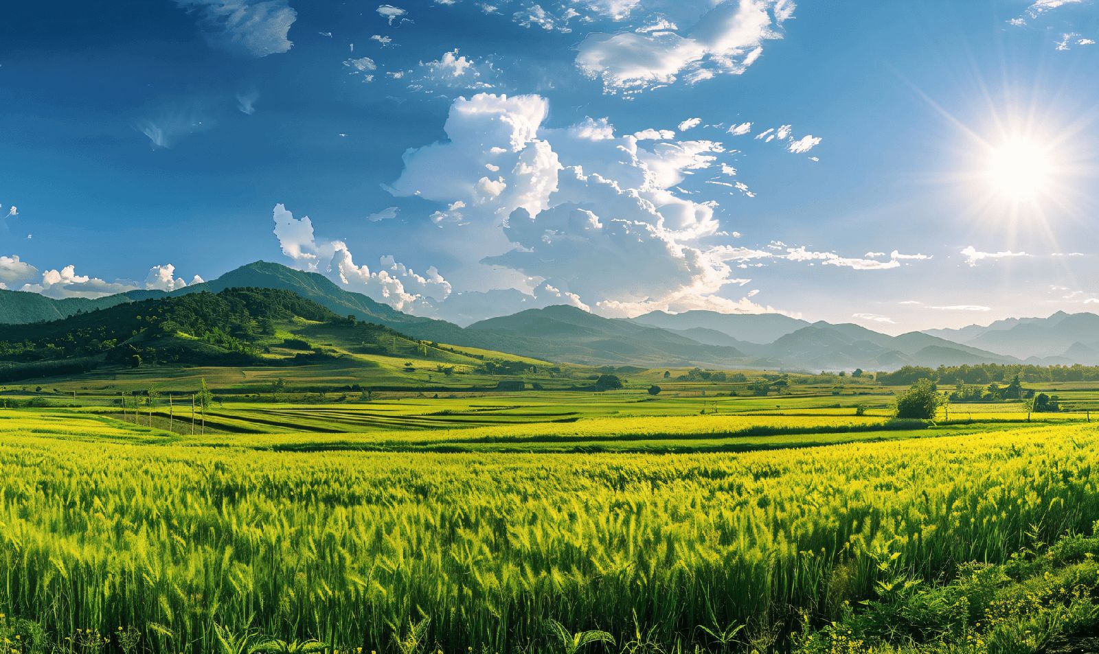 Rice paddies — fertigation and foliar programs at tillering and booting