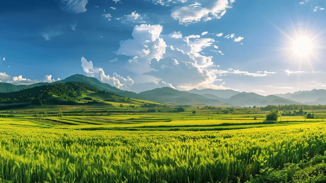 Ruộng lúa xanh tươi, minh họa phun lá phân bón amino acid trên cây lúa