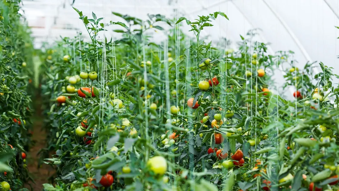 Greenhouse tomato plants with ripening fruit at different growth stages, illustrating amino acid fertilizer application timing